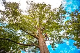 Professional  Tree Services in Genola, UT